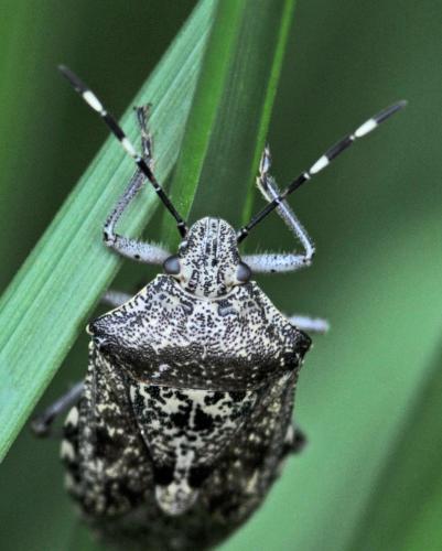 Rhaphigaster nebulosa